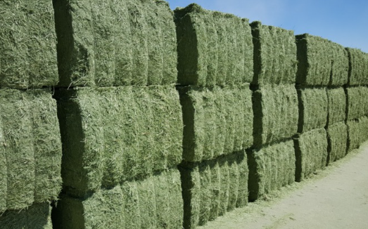 alfalfa hay (clover)