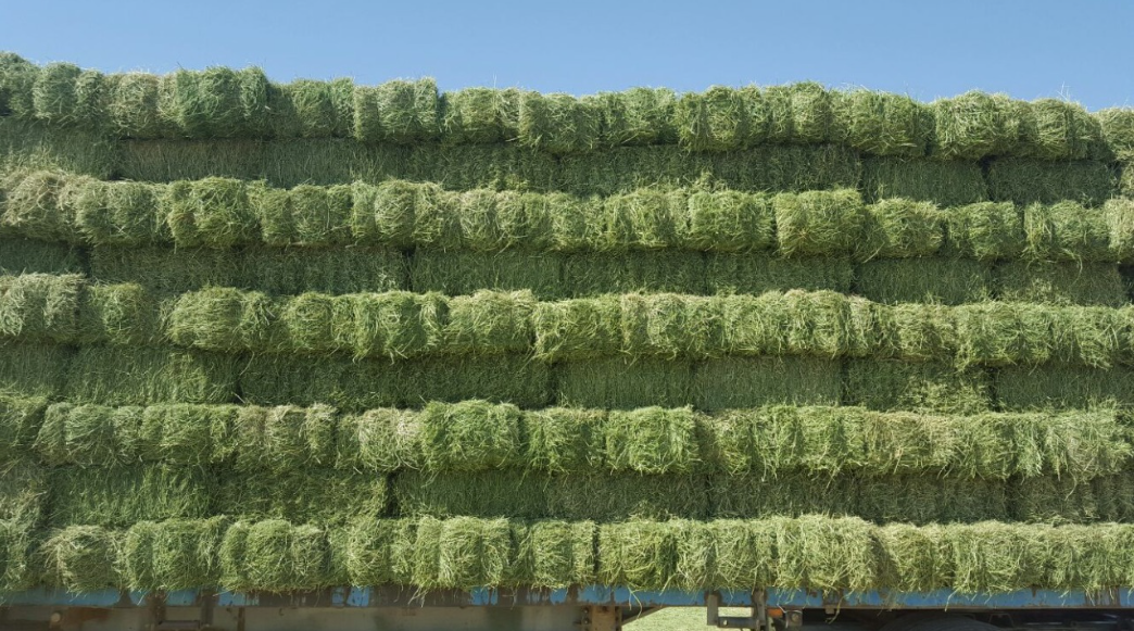 alfalfa hay (clover)