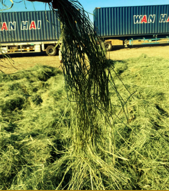 alfalfa hay (clover)