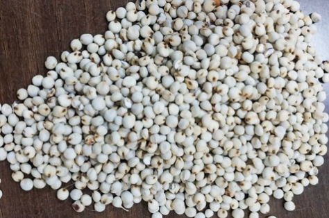 Sudanese corn